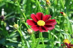 Mädchenauge Li'L Bang 'Red Elf' - Coreopsis x cultorum Li'L Bang 'Red Elf'