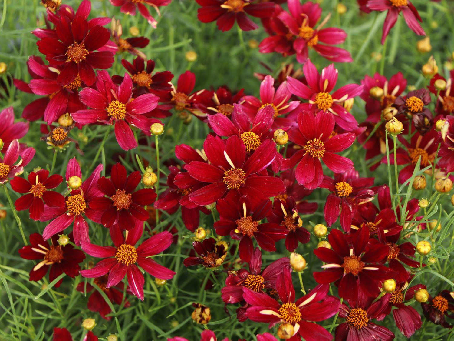 Mädchenauge 'Red Satin' - Coreopsis verticillata 'Red Satin'
