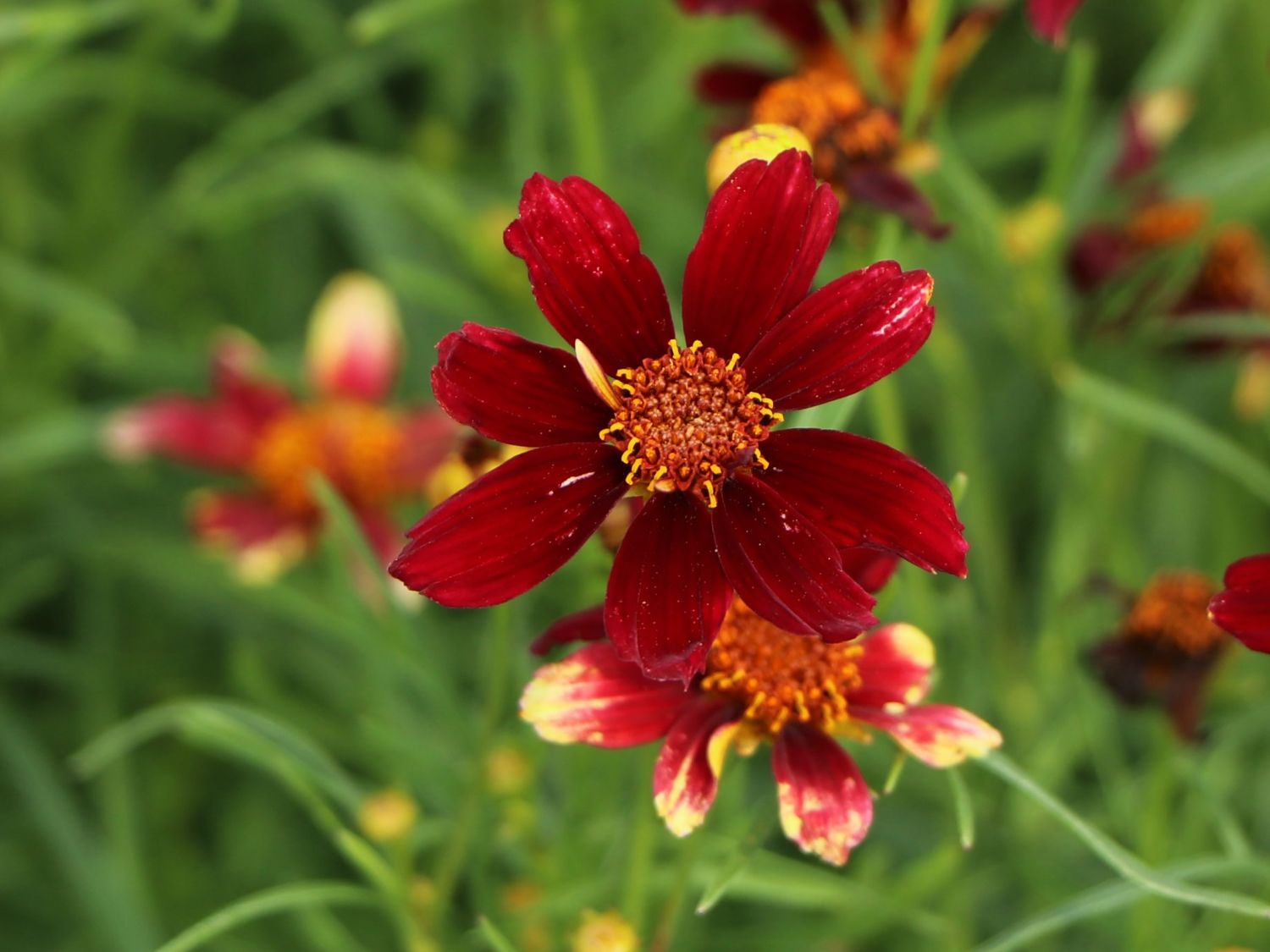 Mädchenauge 'Red Satin' - Coreopsis verticillata 'Red Satin'