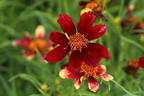 Mädchenauge 'Red Satin' - Coreopsis verticillata 'Red Satin'