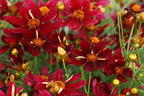 Mädchenauge 'Red Satin' - Coreopsis verticillata 'Red Satin'
