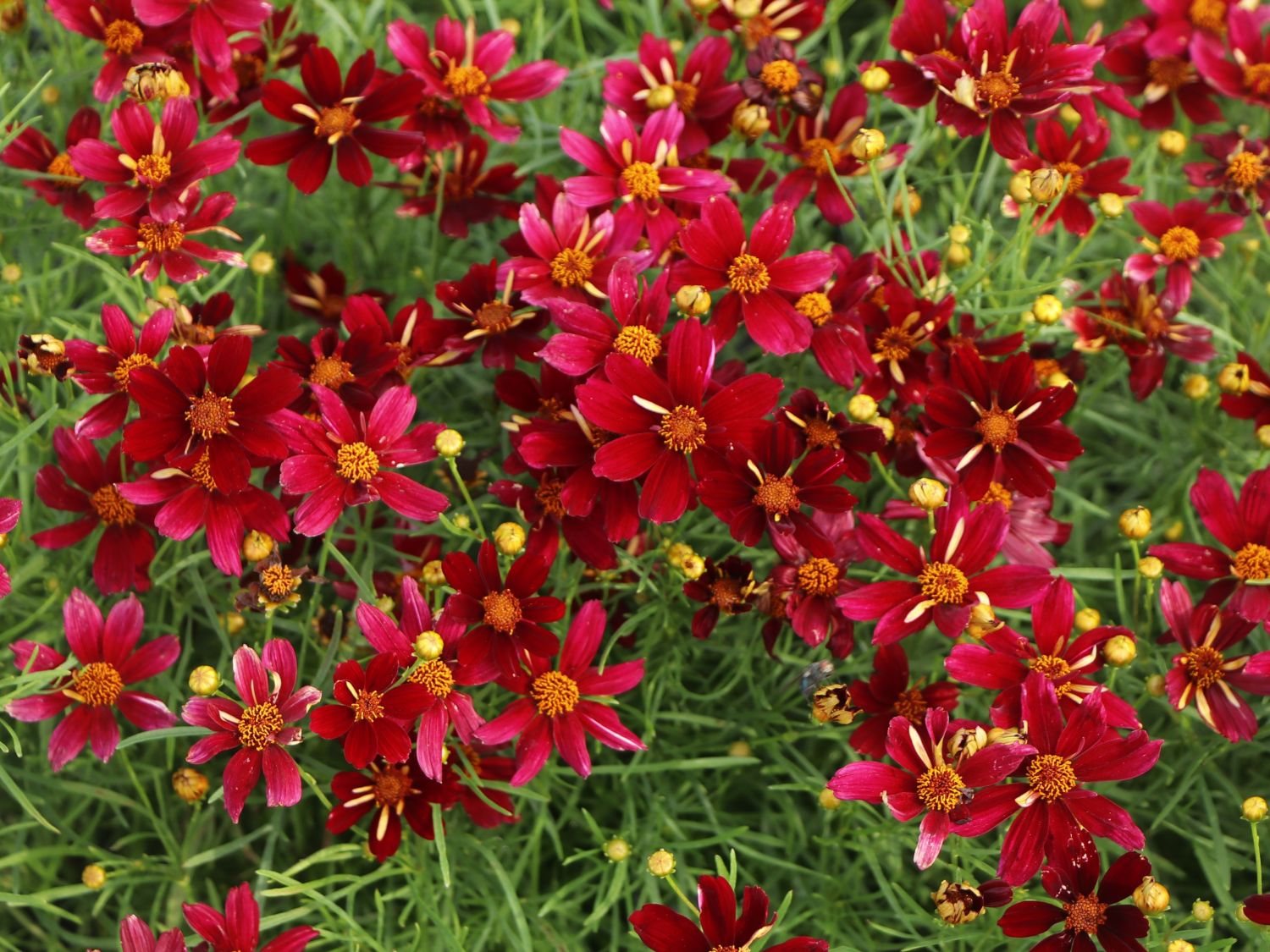 Mädchenauge 'Red Satin' - Coreopsis verticillata 'Red Satin'