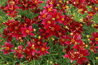 Mädchenauge 'Red Satin' - Coreopsis verticillata 'Red Satin'