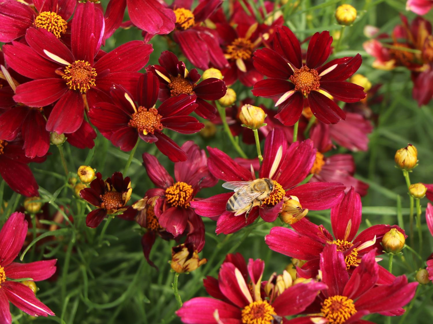 Mädchenauge 'Red Satin' - Coreopsis verticillata 'Red Satin'