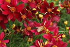 Mädchenauge 'Red Satin' - Coreopsis verticillata 'Red Satin'