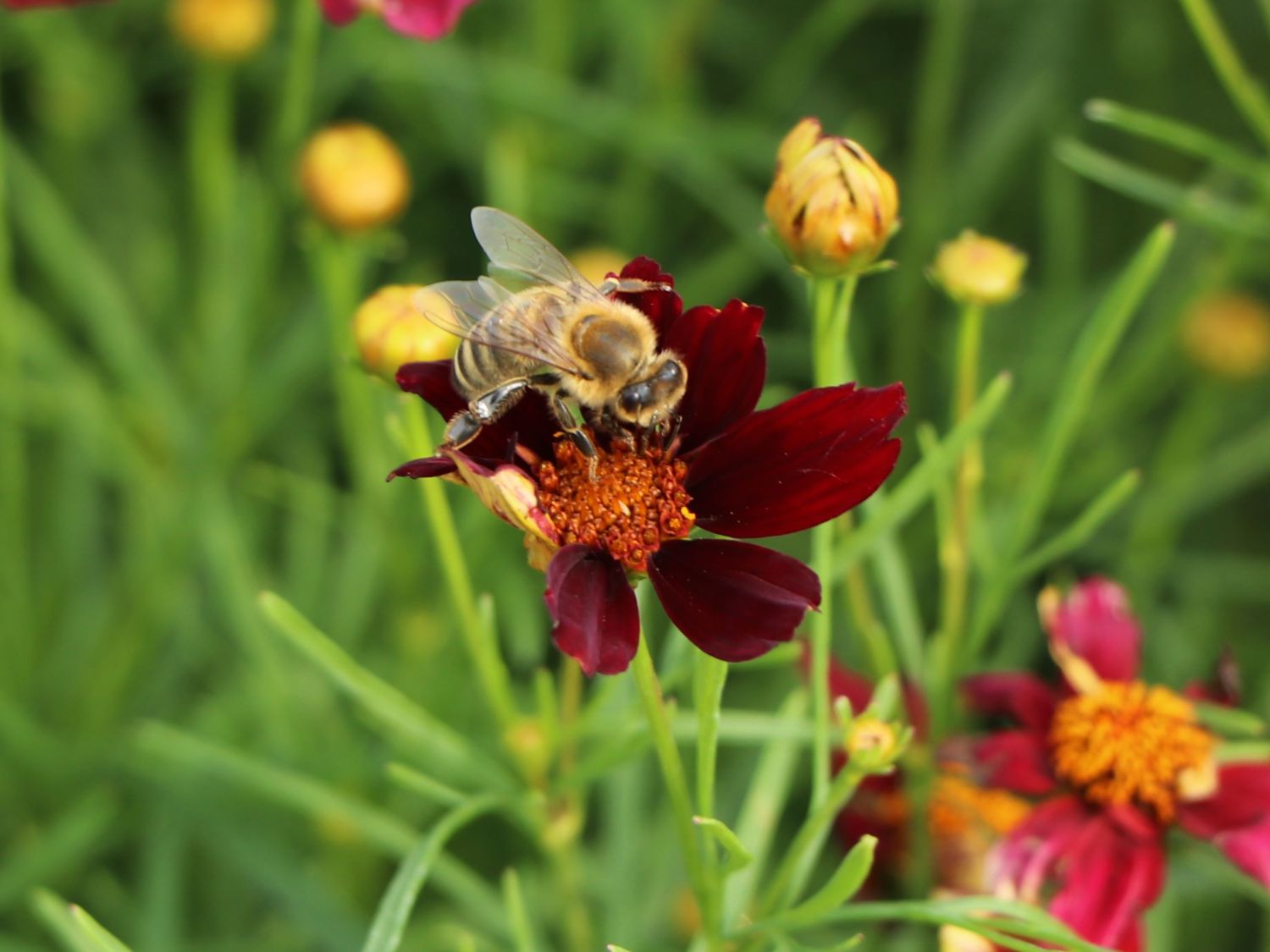 Mädchenauge 'Red Satin' - Coreopsis verticillata 'Red Satin'