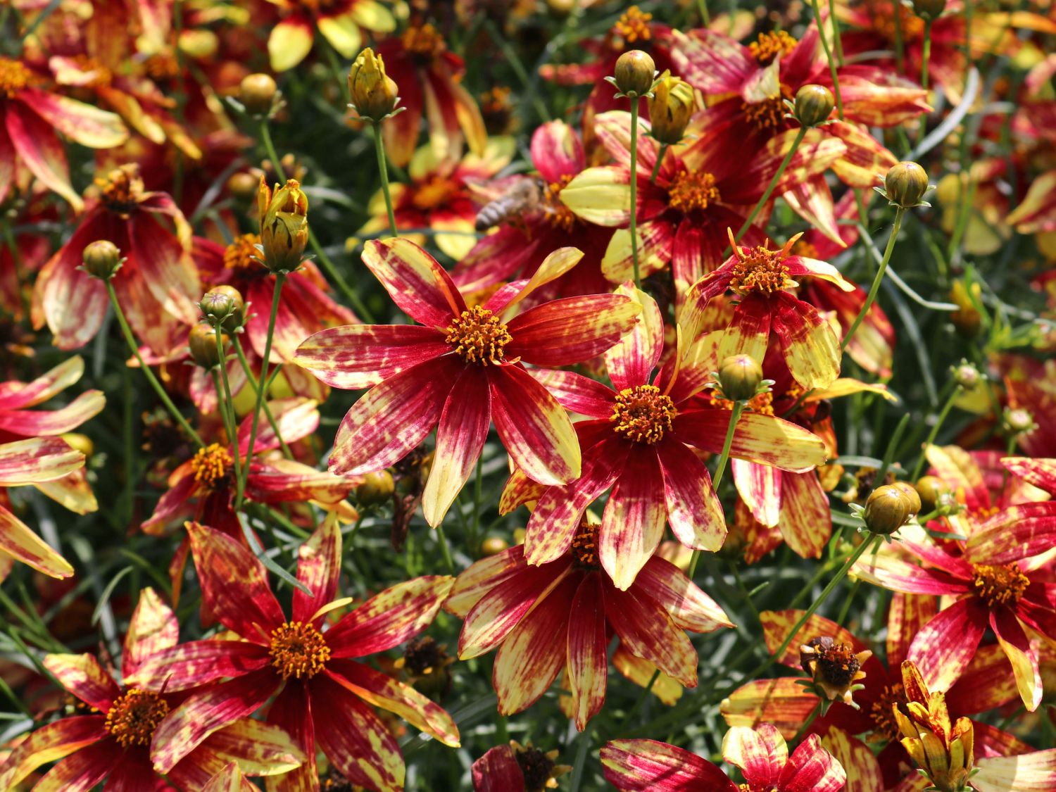 Mädchenauge 'Route 66'