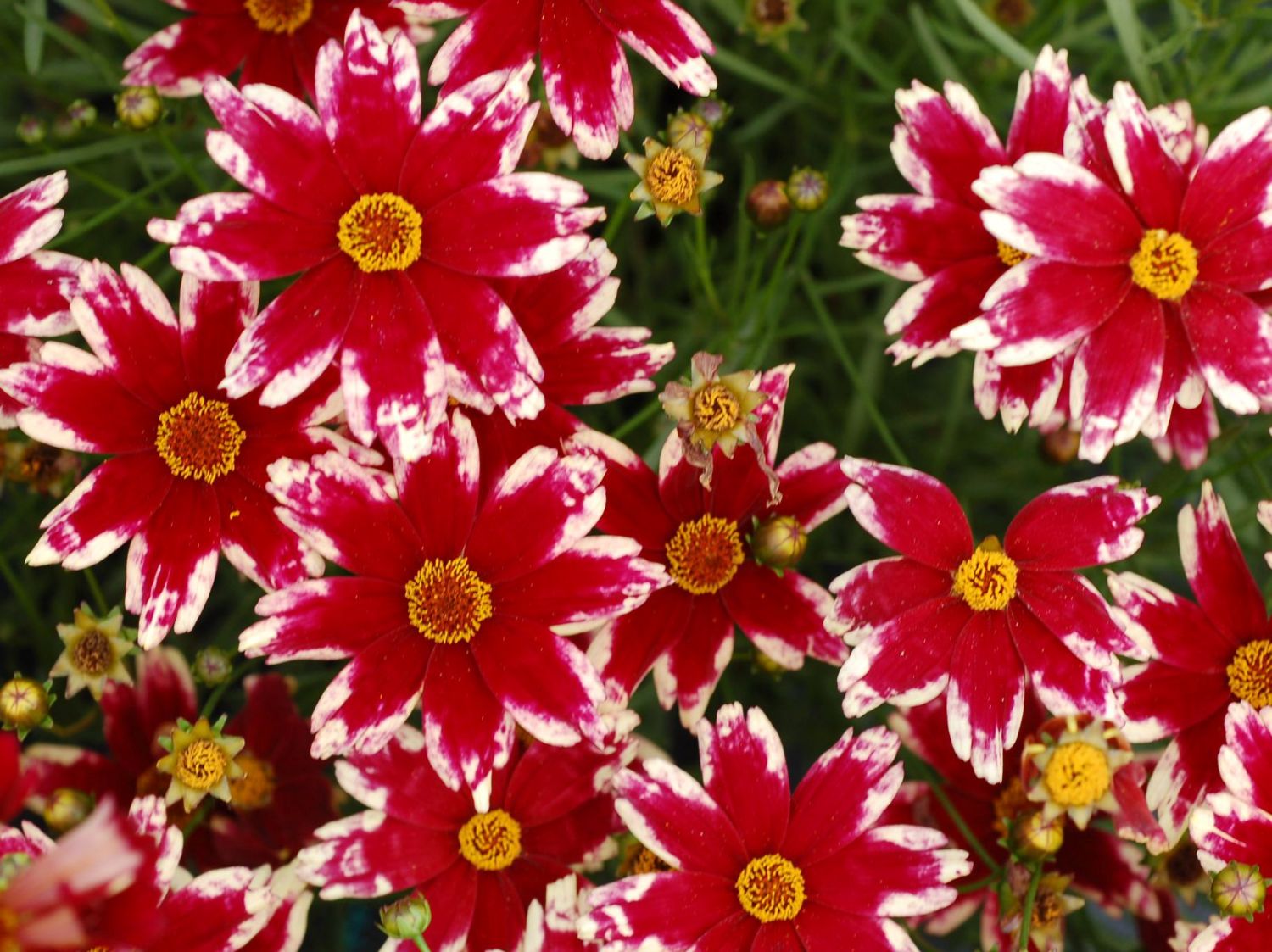 Mädchenauge 'Ruby Frost' - Coreopsis rosea 'Ruby Frost'