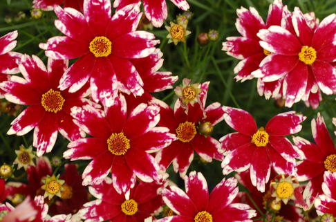 Mädchenauge 'Ruby Frost' - Coreopsis rosea 'Ruby Frost'