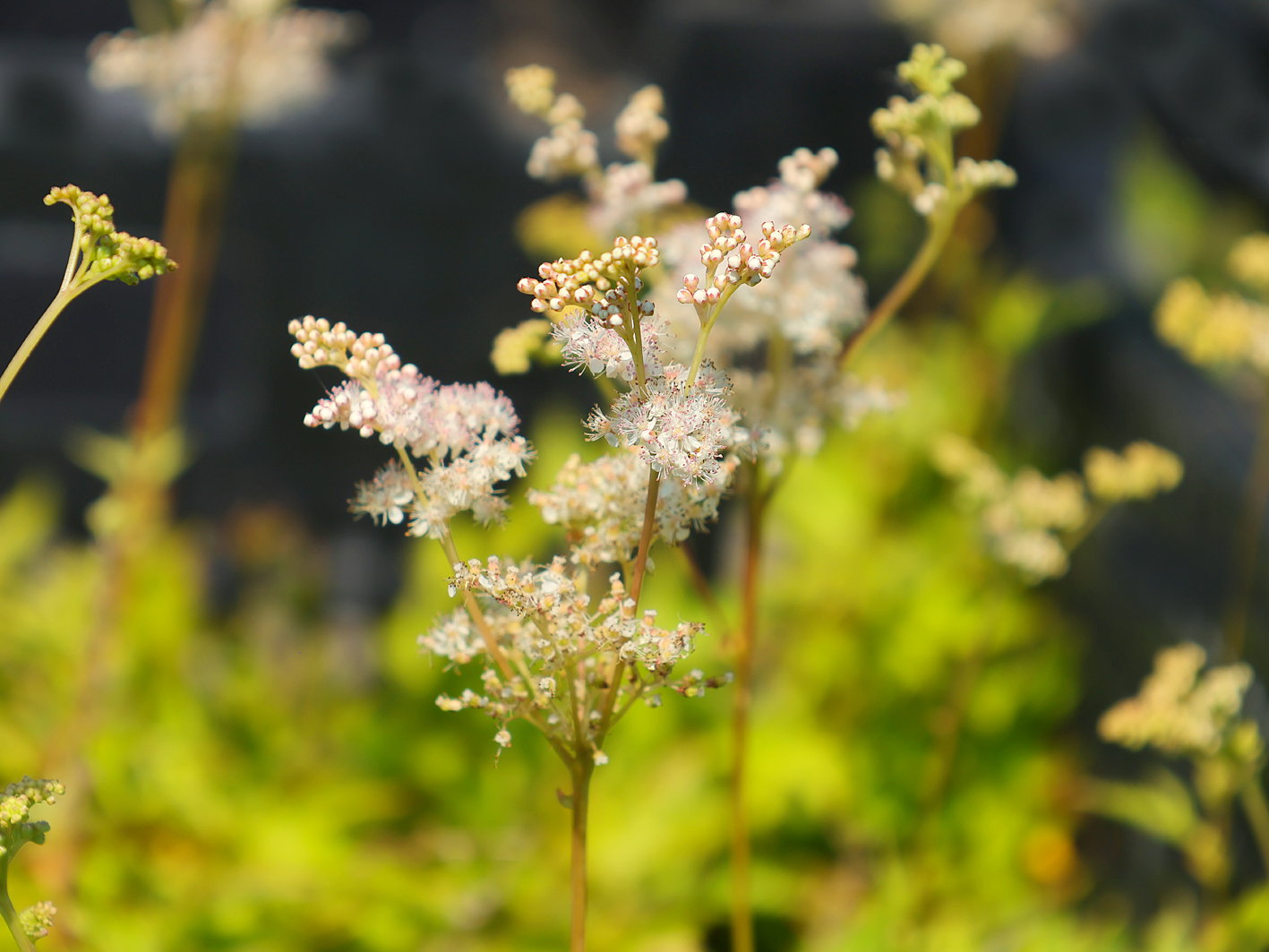 Mädesüß 'Kahome' - Filipendula palmata 'Kahome'