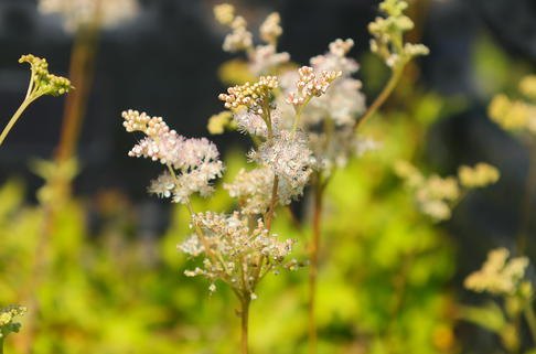Mädesüß 'Kahome' - Filipendula palmata 'Kahome'