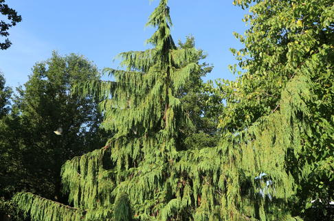 Mähnen-Nutkazypresse 'Pendula' - Chamaecyparis nootkatensis 'Pendula'