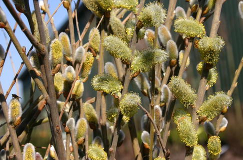 Männliche Salweide 'Mas' - Salix caprea 'Mas'