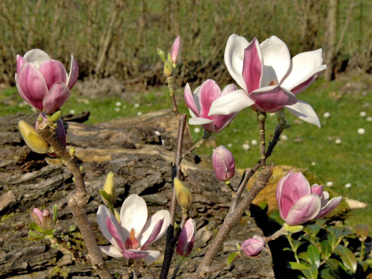 Magnolia 'Satisfaction' ®