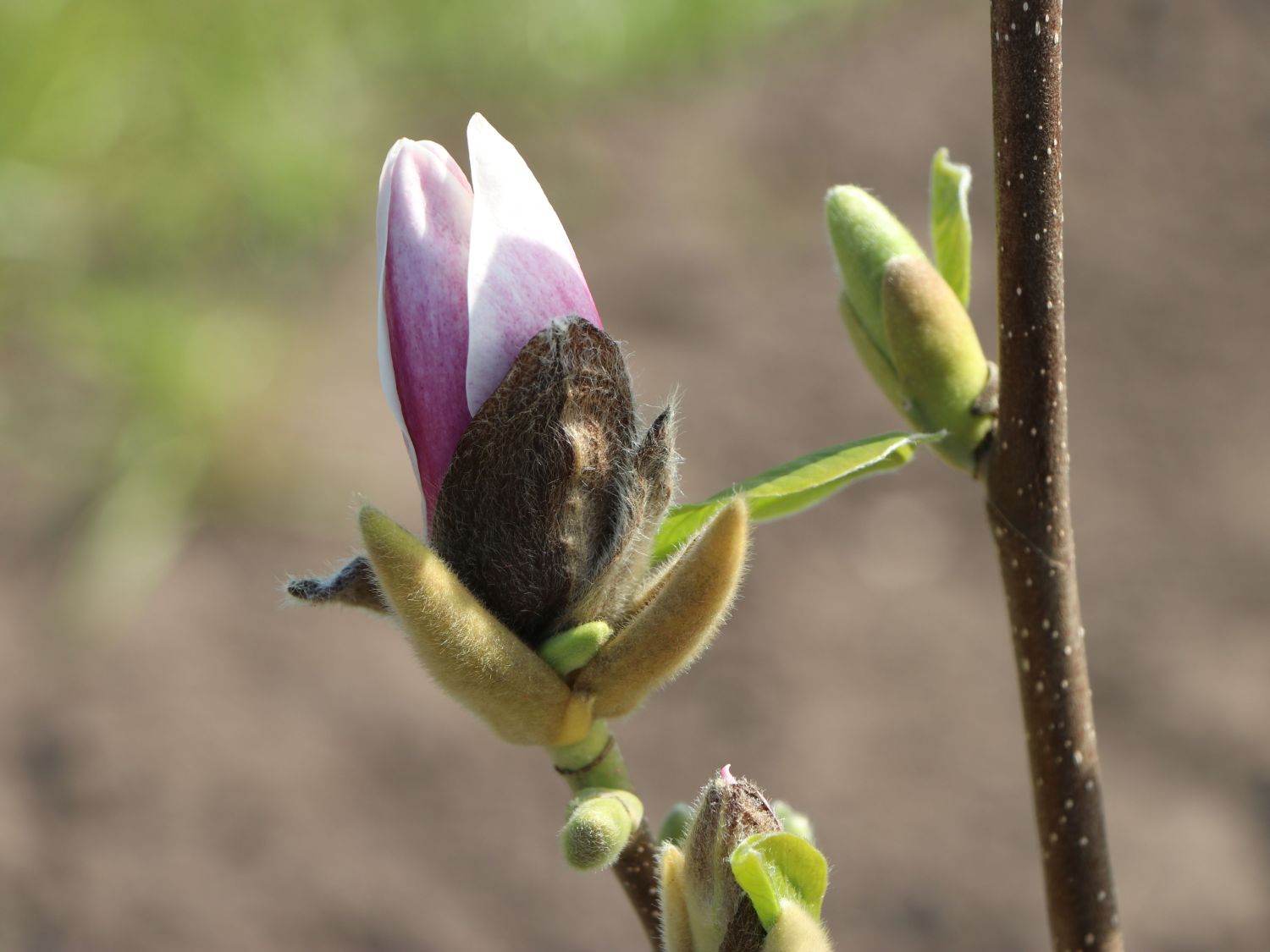 Magnolia 'Satisfaction' ® Magnolia 'Satisfaction' ® Baumschule