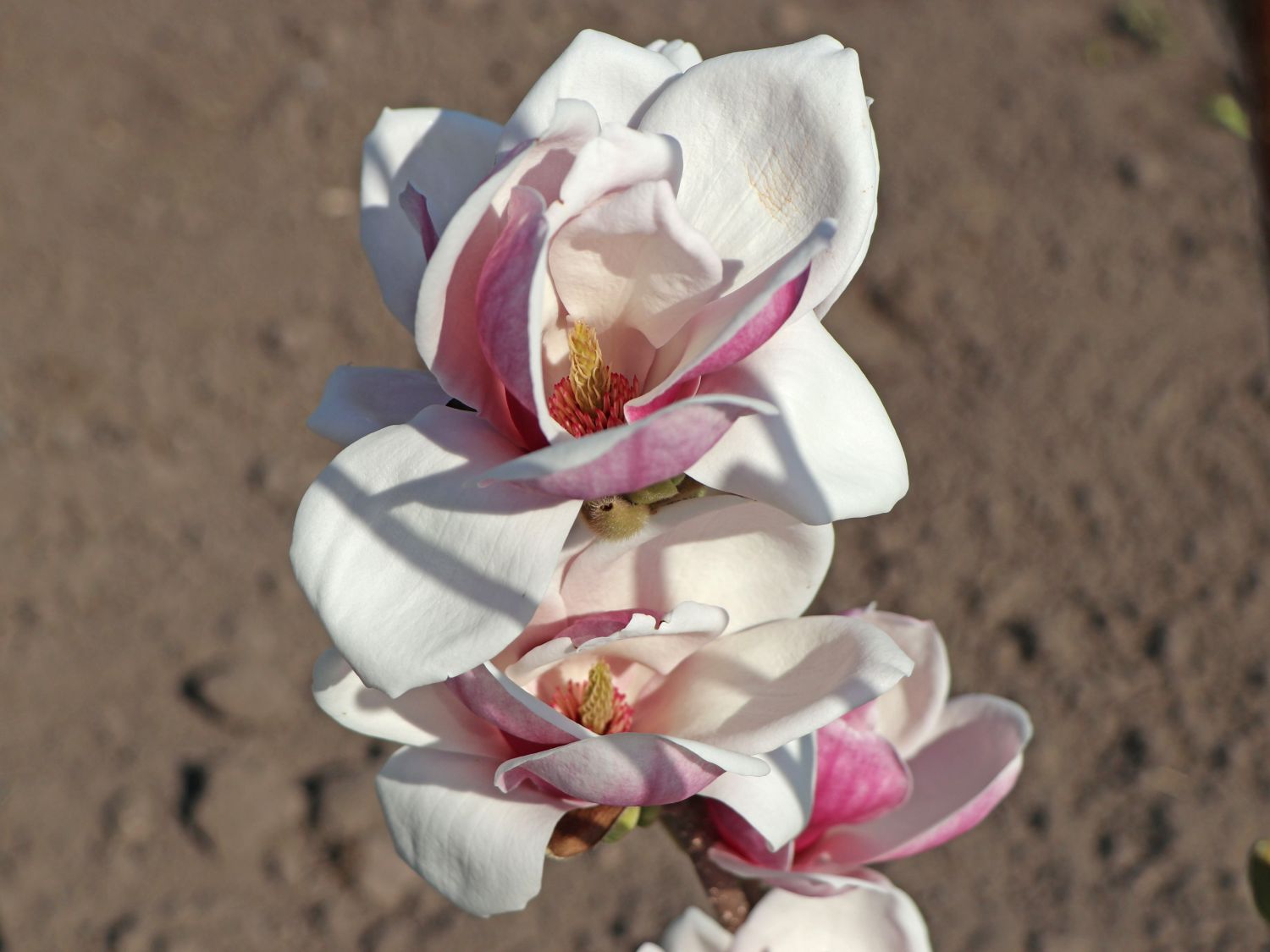 Magnolia 'Satisfaction' ® Magnolia 'Satisfaction' ® Baumschule
