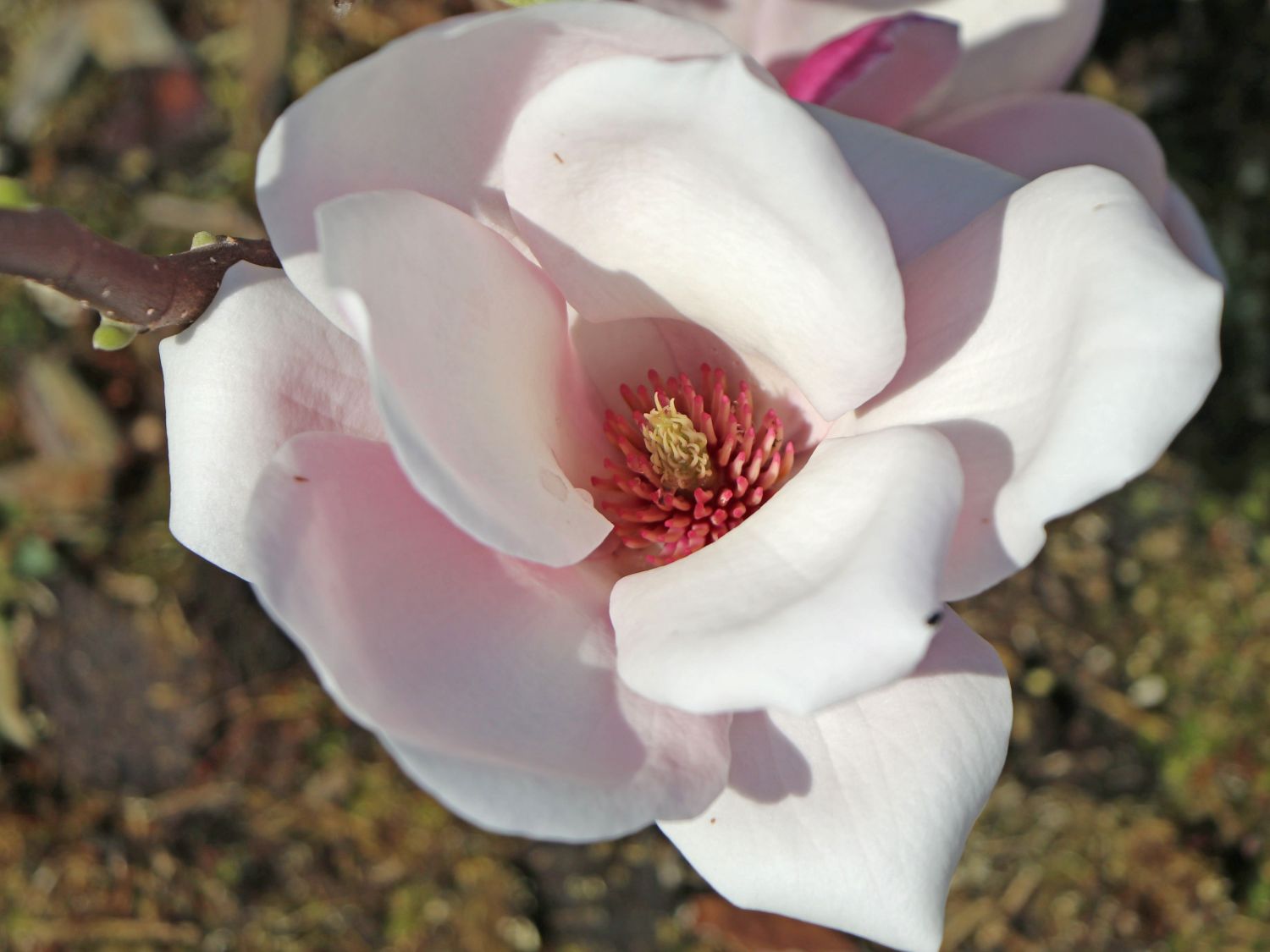 Magnolia 'Satisfaction' ® Magnolia 'Satisfaction' ® Baumschule