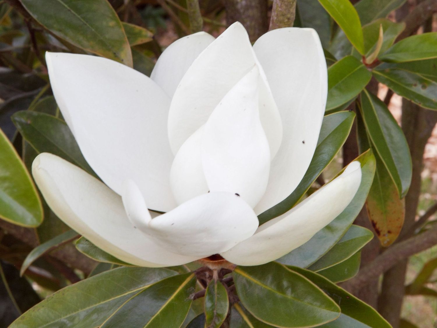 Magnolie 'Alta'