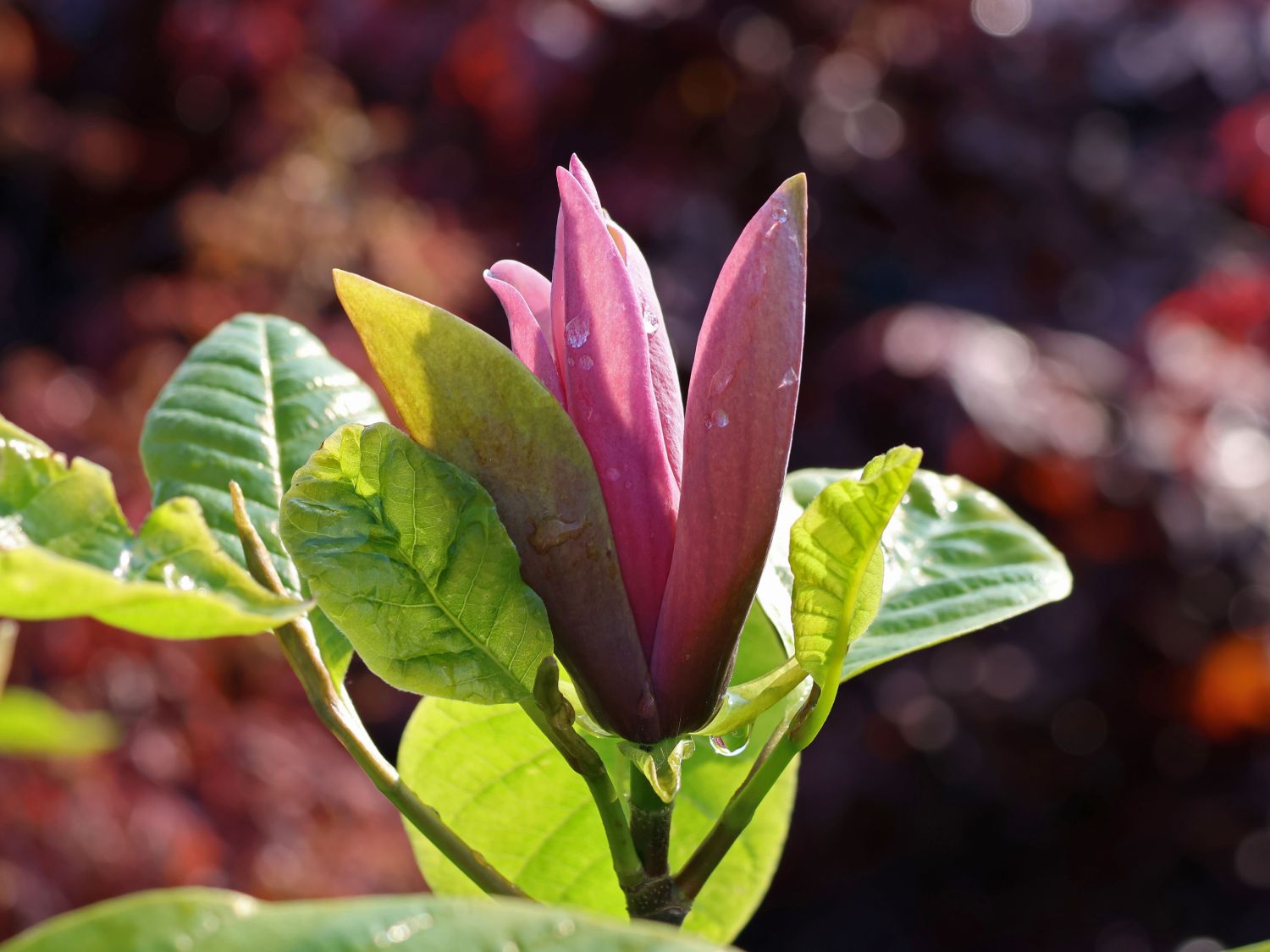 Magnolie 'Black Beauty' ®