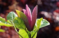 Magnolie 'Black Beauty' ®