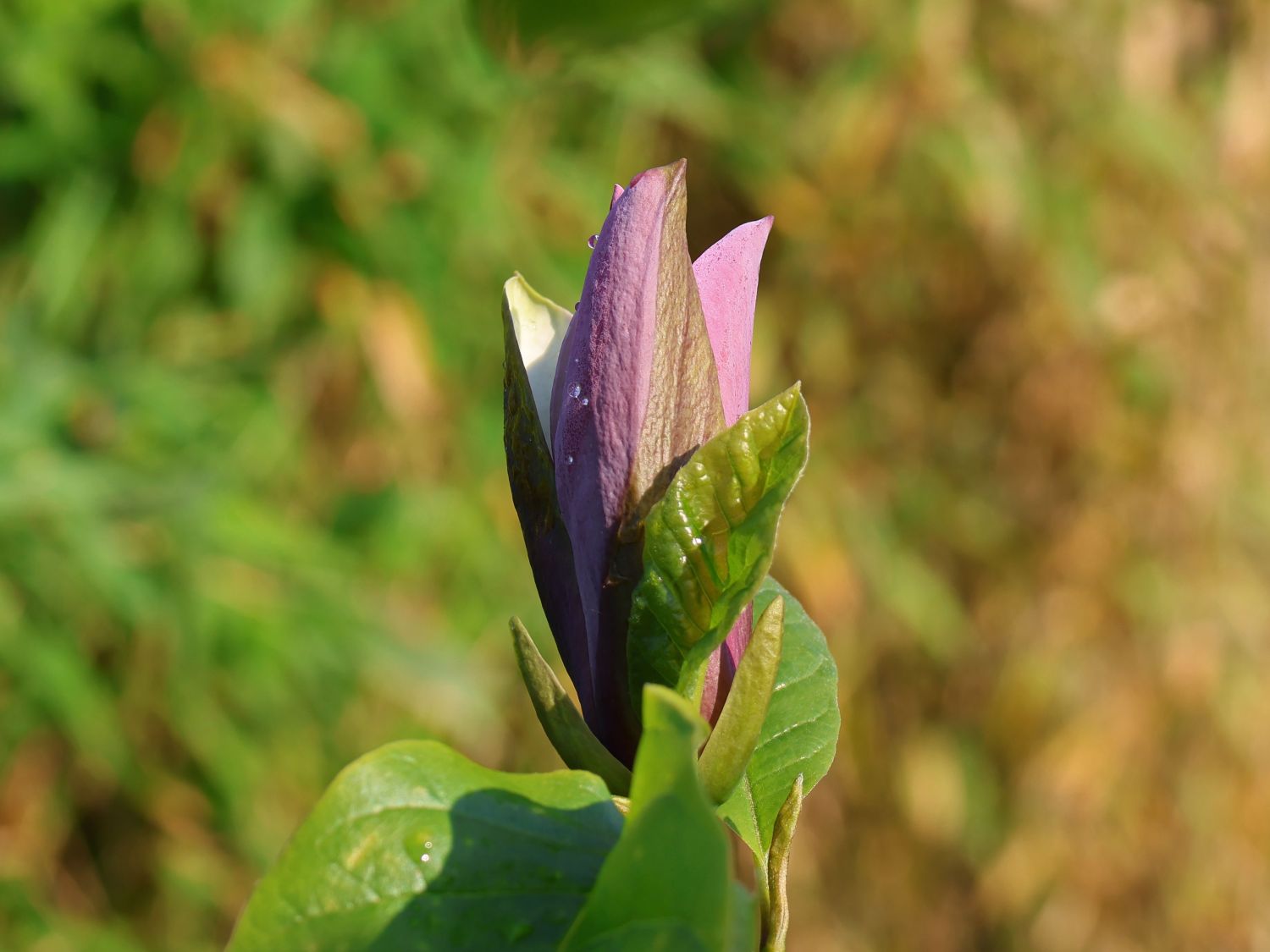 Magnolie 'Black Beauty' ® - Magnolia x brooklynensis 'Black Beauty' ®