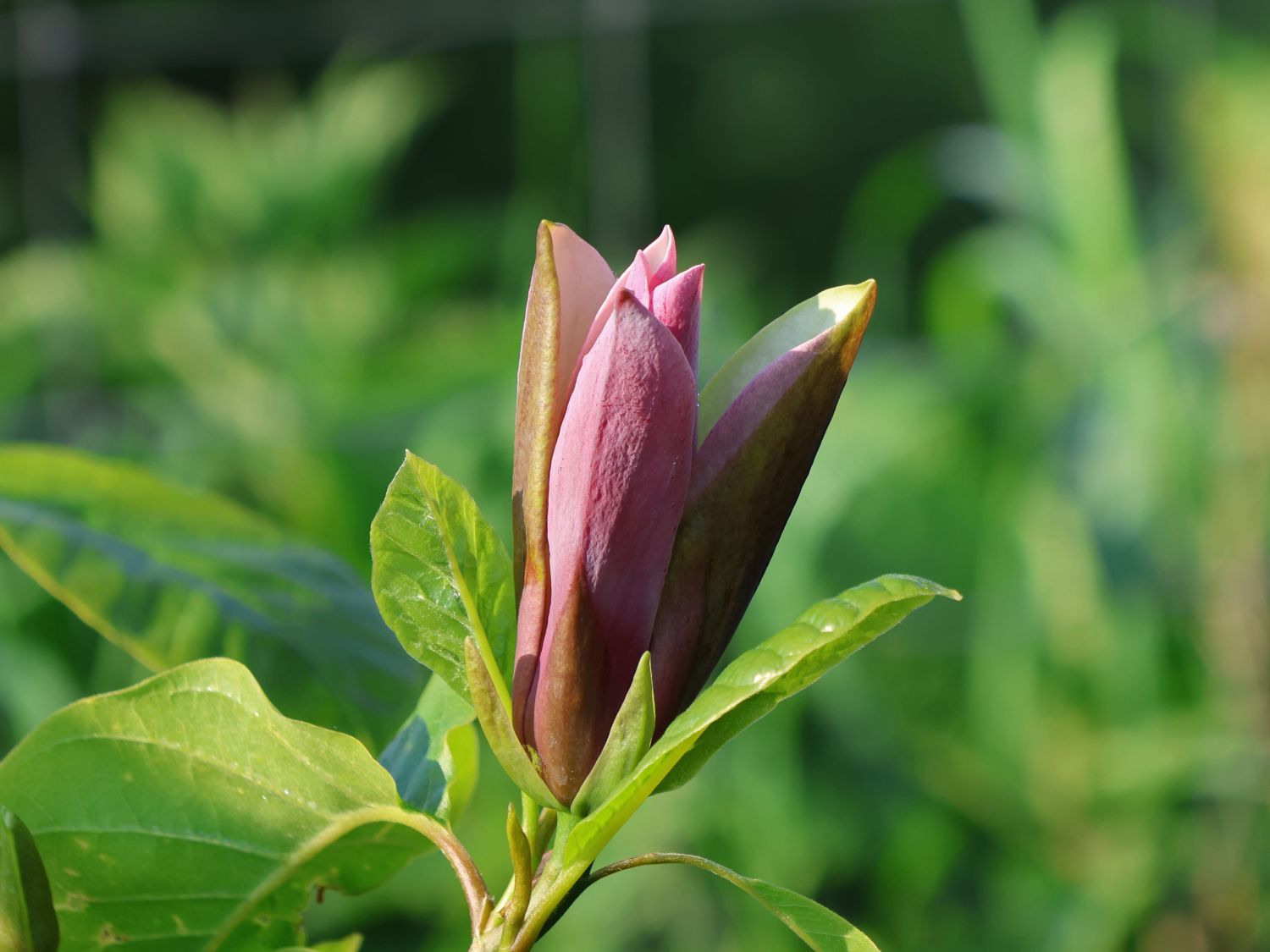 Magnolie 'Black Beauty' ® - Magnolia x brooklynensis 'Black Beauty' ®