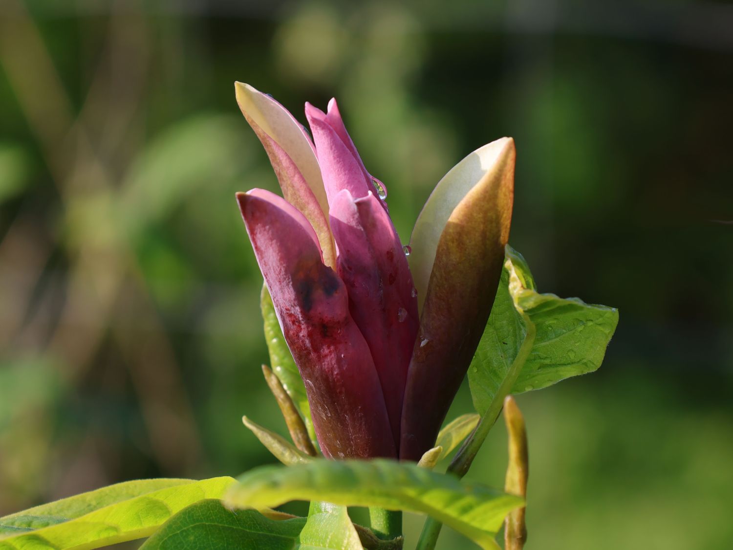 Magnolie 'Black Beauty' ® - Magnolia x brooklynensis 'Black Beauty' ®