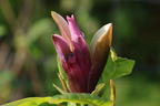 Magnolie 'Black Beauty' ® - Magnolia x brooklynensis 'Black Beauty' ®