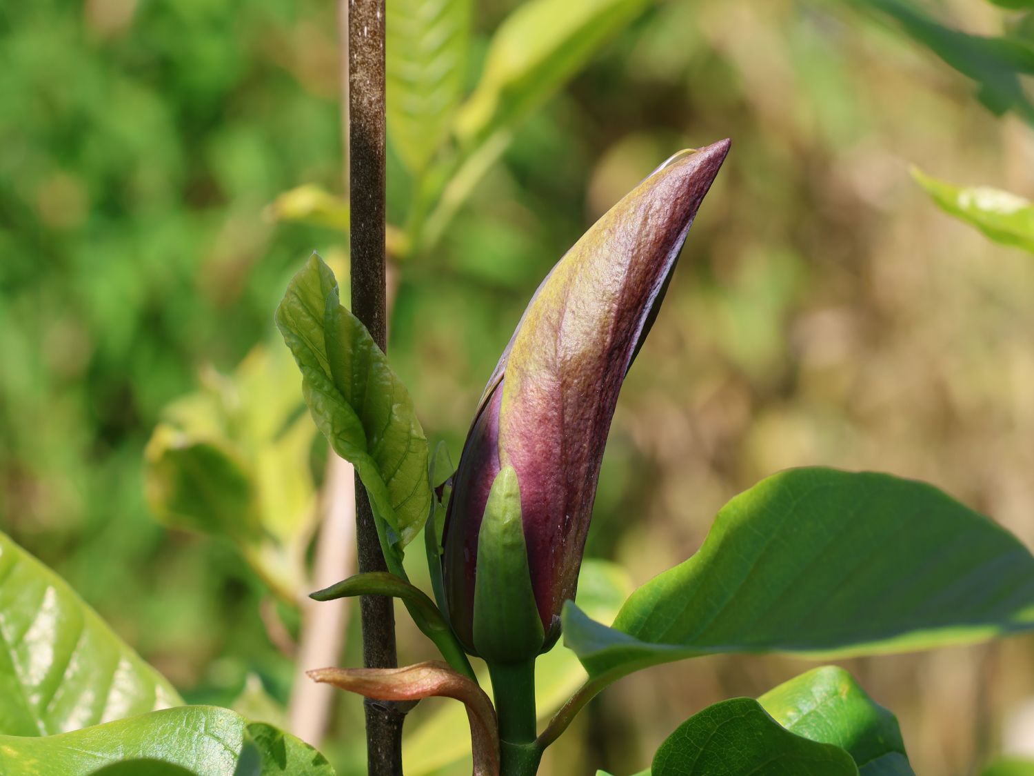 Magnolie 'Black Beauty' ® - Magnolia x brooklynensis 'Black Beauty' ®
