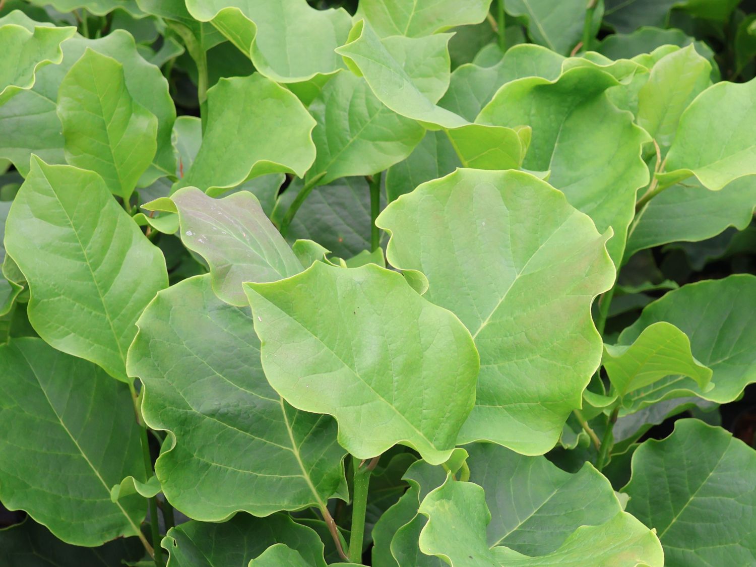 Magnolie 'Black Beauty' ® - Magnolia x brooklynensis 'Black Beauty' ®