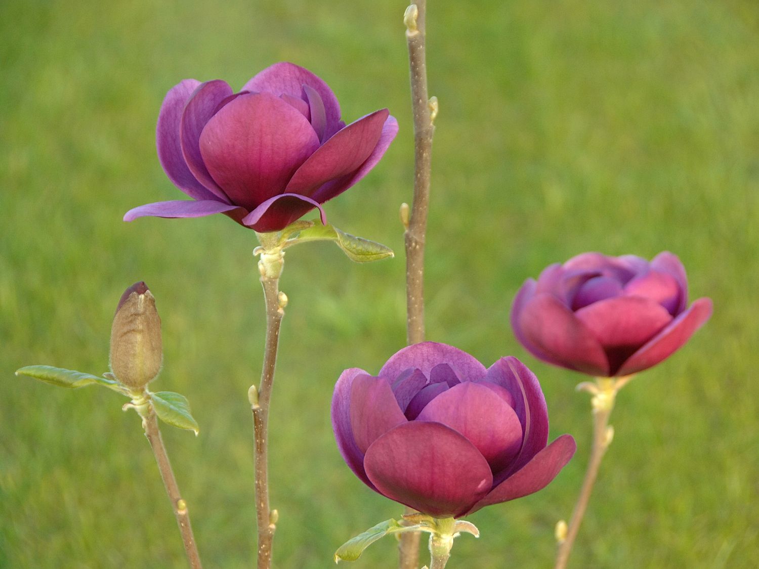 Magnolie 'Black Tulip'