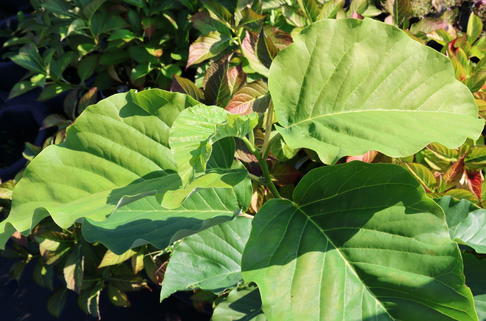 Magnolie 'Blue Opal' - Magnolia 'Blue Opal'