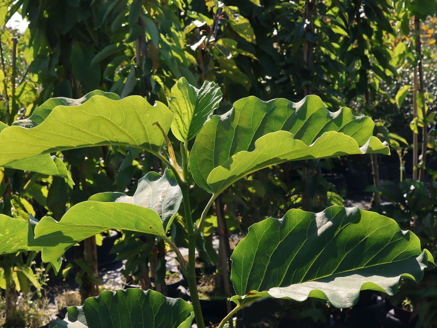 Magnolie 'Blue Opal' - Magnolia 'Blue Opal'