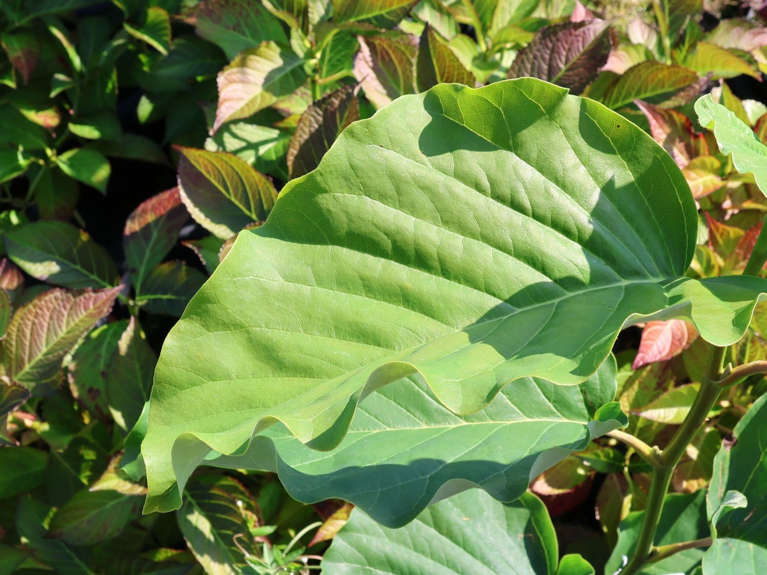 Magnolie 'Blue Opal' - Magnolia 'Blue Opal'