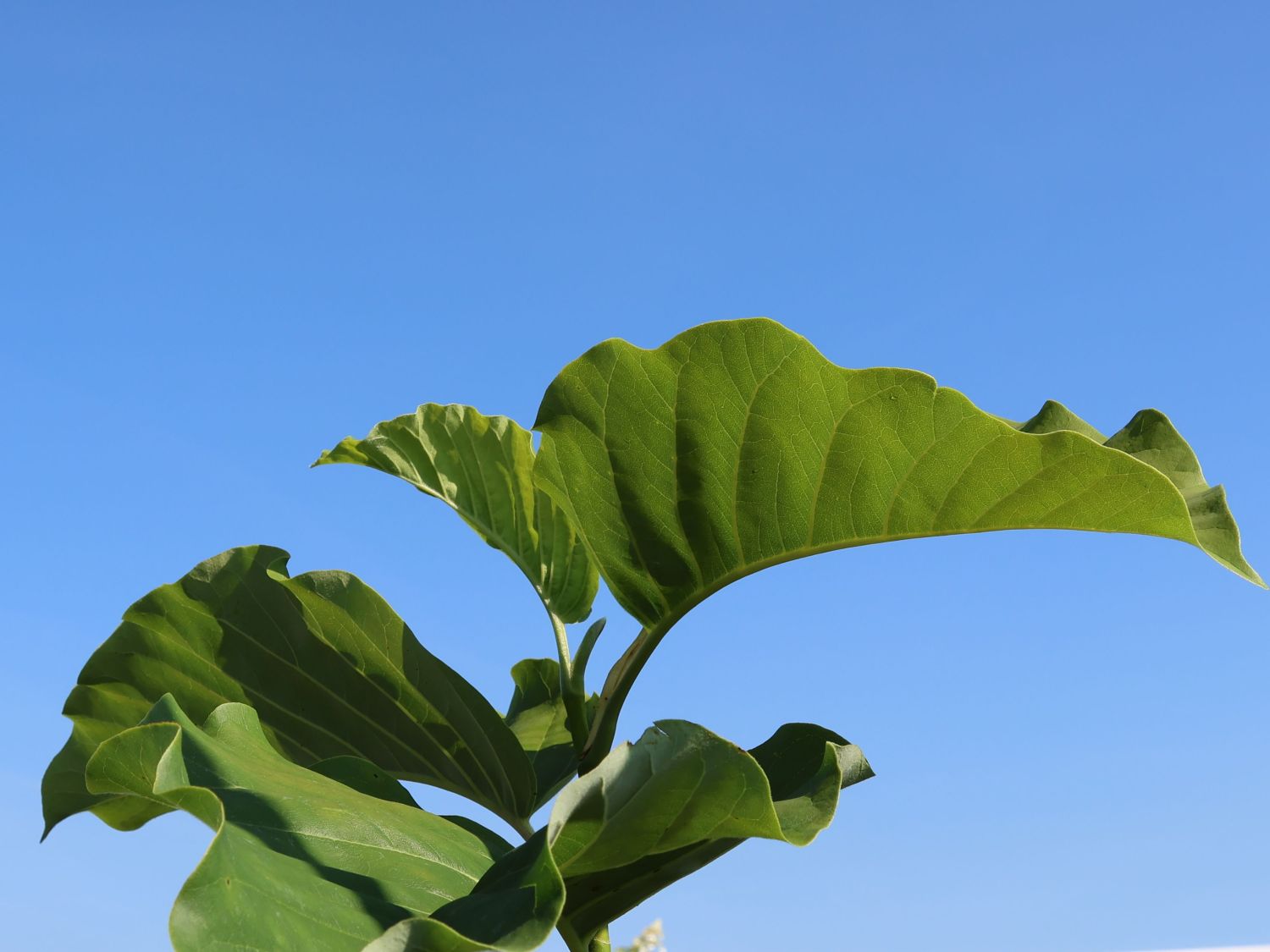 Magnolie 'Blue Opal' - Magnolia 'Blue Opal'