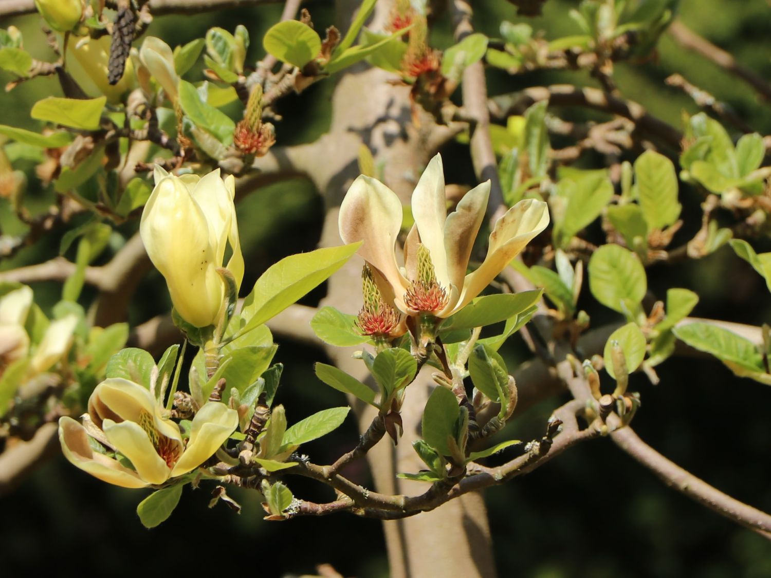 Magnolie 'Butterflies' - Magnolia 'Butterflies'