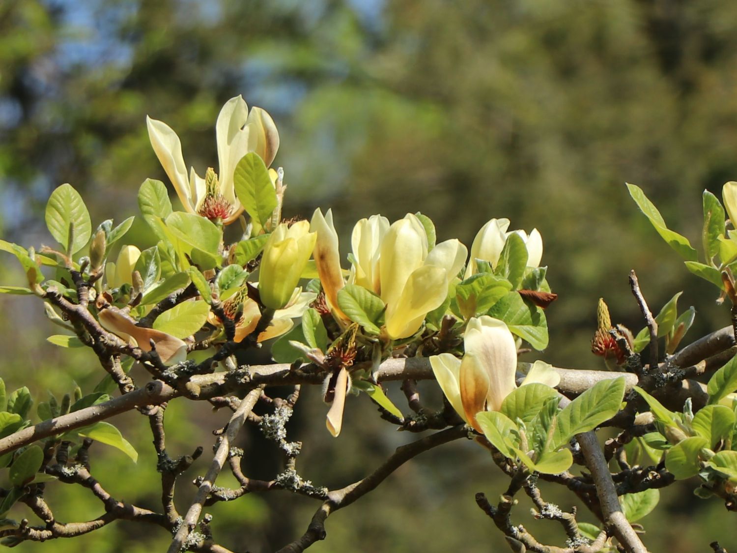 Magnolie 'Butterflies' - Magnolia 'Butterflies'
