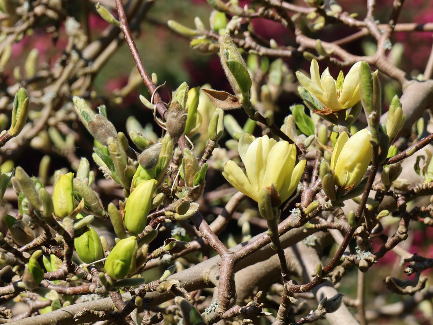 Magnolie 'Butterflies' - Magnolia 'Butterflies'