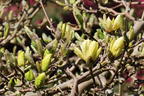 Magnolie 'Butterflies' - Magnolia 'Butterflies'