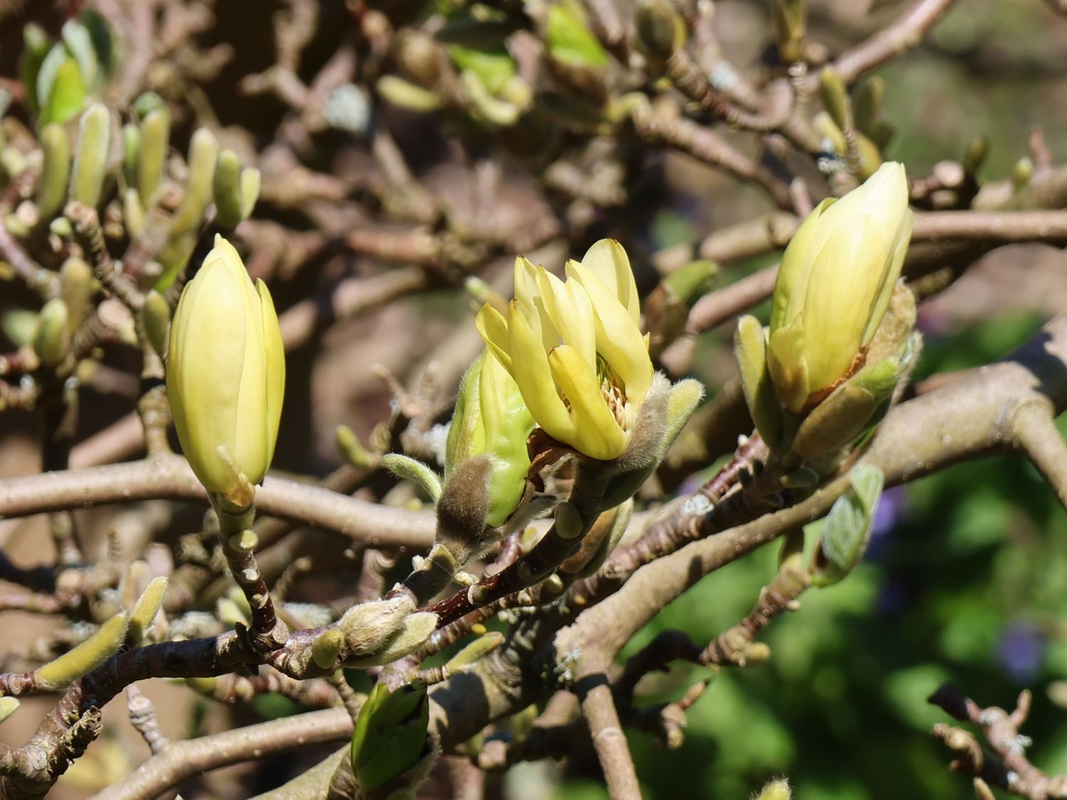 Magnolie 'Butterflies' - Magnolia 'Butterflies'
