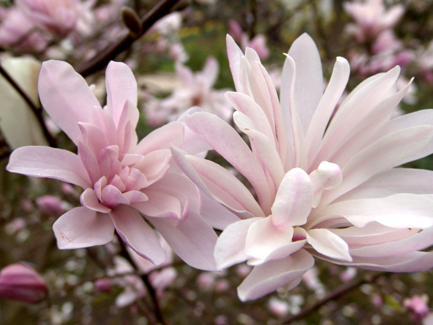 Magnolie 'Chrysanthemumiflora'