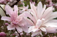 Magnolie 'Chrysanthemumiflora'