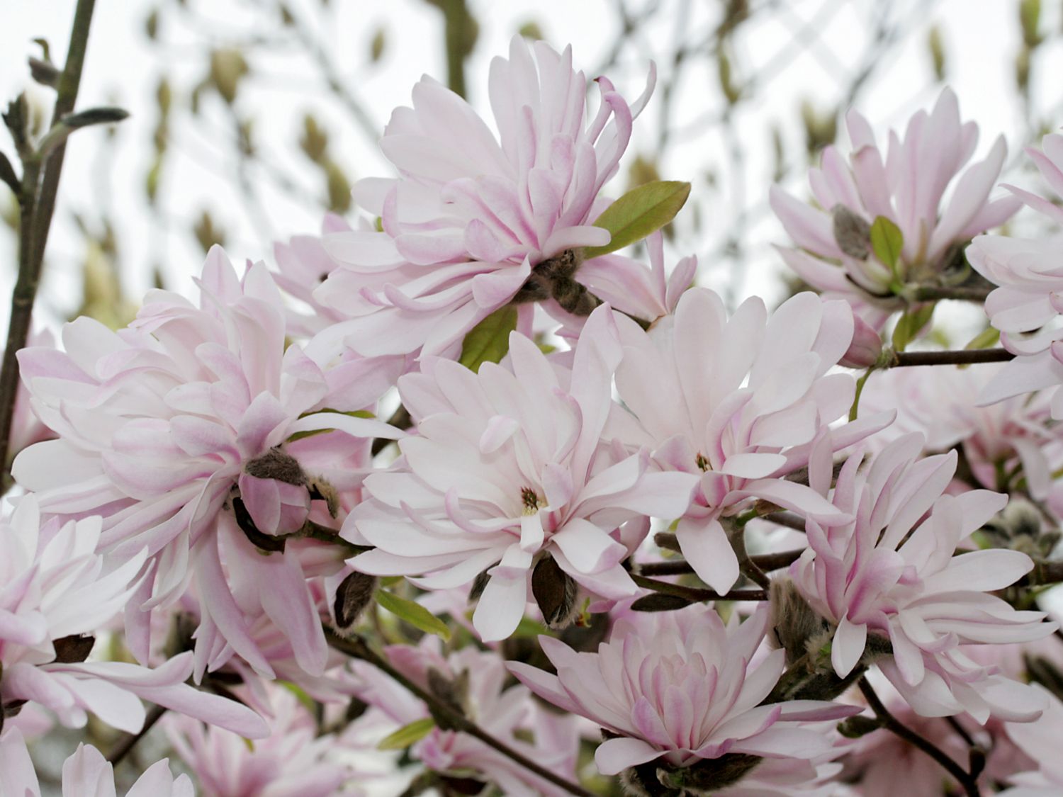 Magnolie 'Chrysanthemumiflora' - Magnolia stellata 'Chrysanthemumiflora'