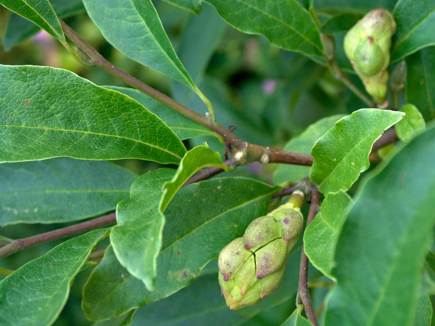 Magnolie 'Chrysanthemumiflora' - Magnolia stellata 'Chrysanthemumiflora'