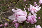Magnolie 'Chrysanthemumiflora' - Magnolia stellata 'Chrysanthemumiflora'