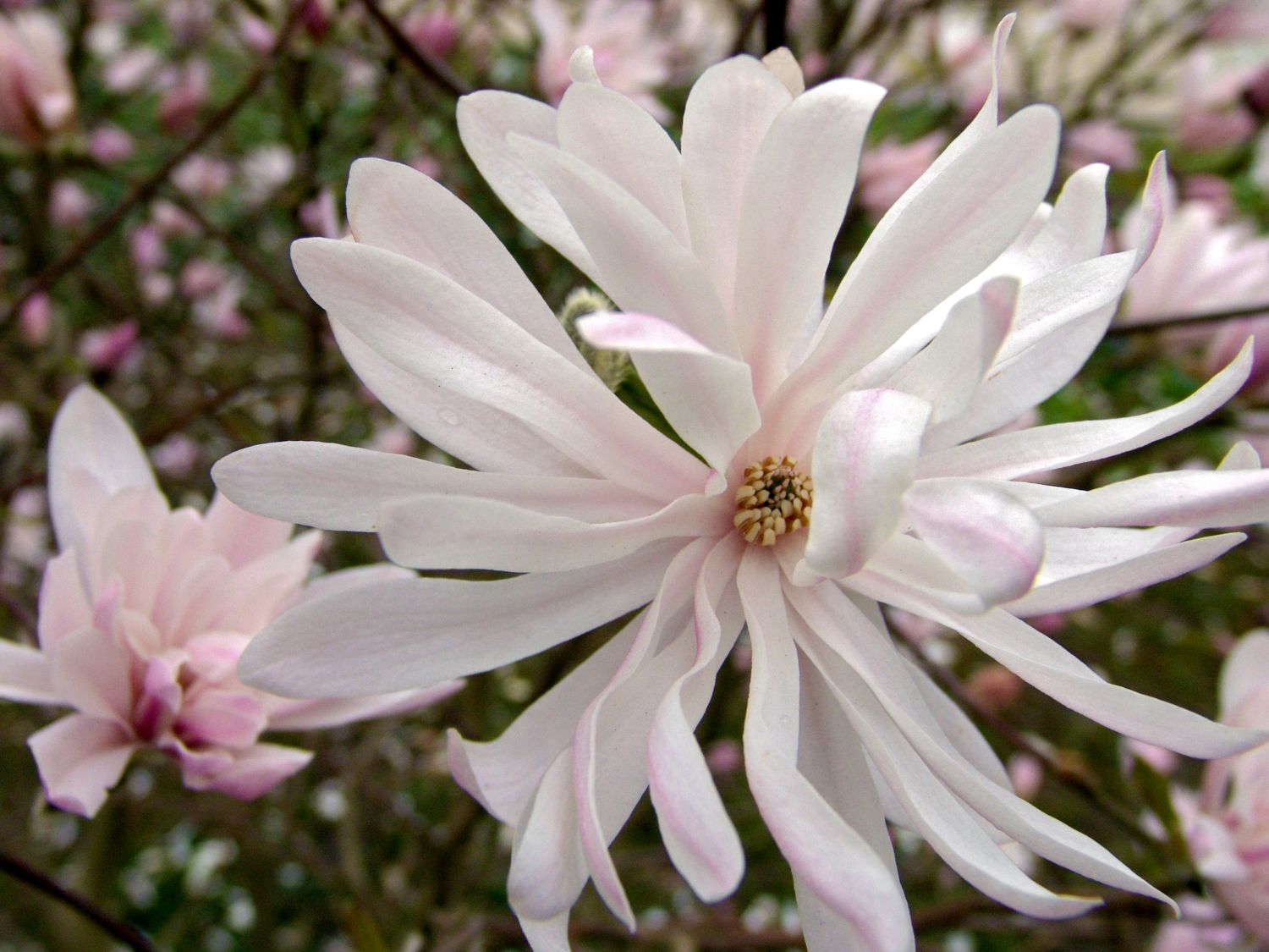 Magnolie 'Chrysanthemumiflora' - Magnolia stellata 'Chrysanthemumiflora'