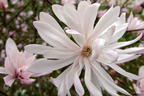 Magnolie 'Chrysanthemumiflora' - Magnolia stellata 'Chrysanthemumiflora'