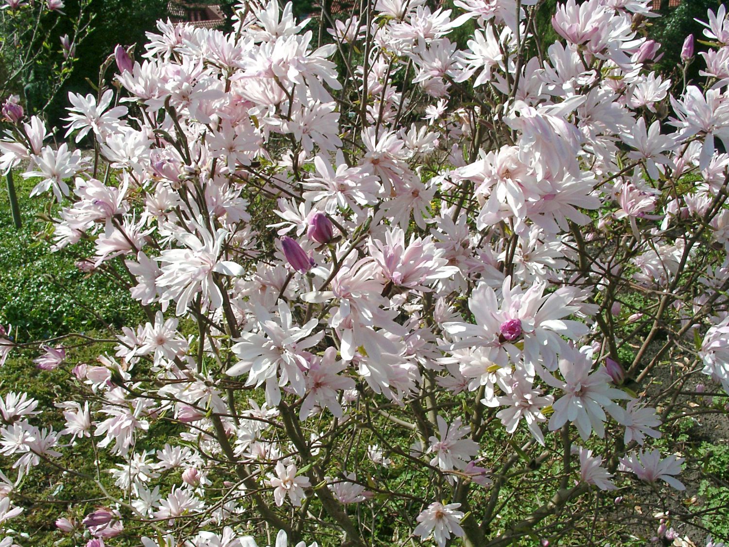 Magnolie 'Chrysanthemumiflora' - Magnolia stellata 'Chrysanthemumiflora'