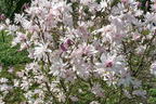 Magnolie 'Chrysanthemumiflora' - Magnolia stellata 'Chrysanthemumiflora'