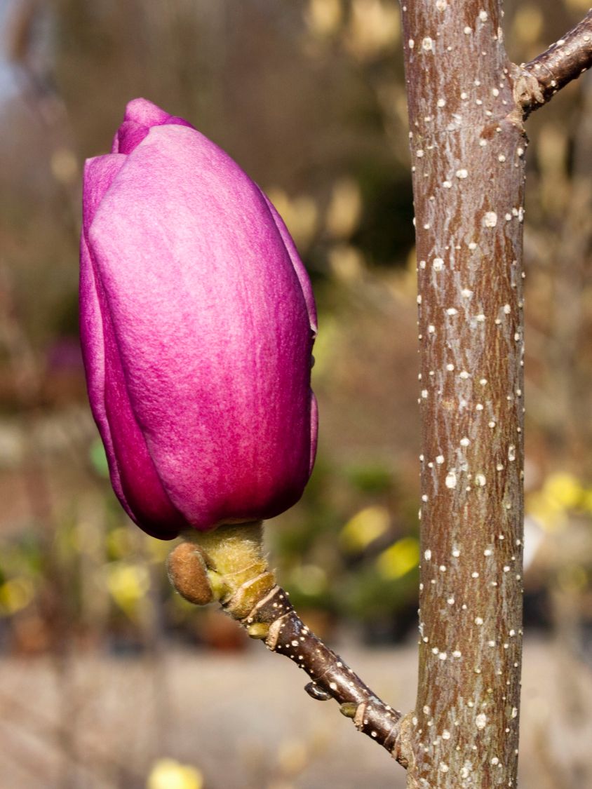 Magnolie 'Cleopatra' - Magnolia 'Cleopatra'